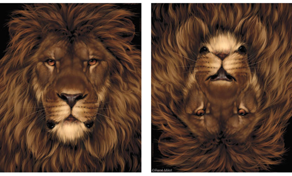 Ilusiones opticas! Lionmouse-illusion21